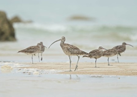 Far Eastern Curlew (Numenius madagascariensis), Thailand