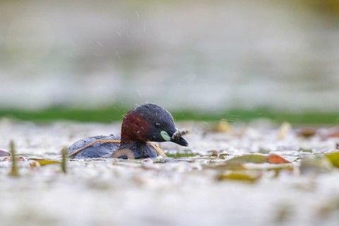 Little Grebe (Tachybaptus ruficollis) with fish prey, North Rhine-Westphalia, Germany