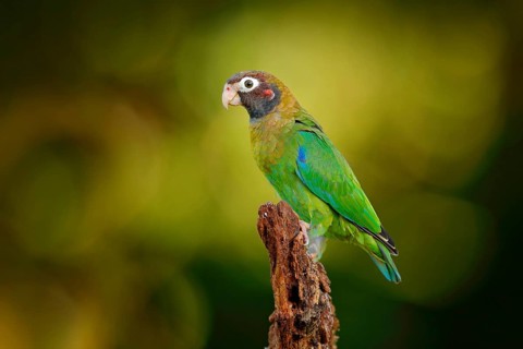 Brown-hooded Parrot (Pyrilia haematotis), Costa Rica