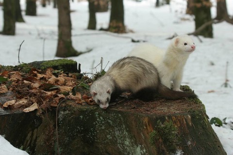 Ferret (Mustela putorius furo) in the snow on an old tree stump, pet keeping, Allgäu, Bavaria,
