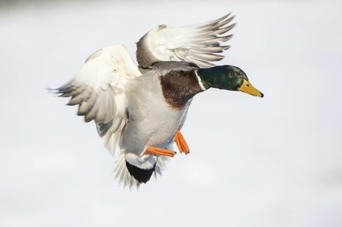 Mallard (Anas platyrhynchos) male landing, Lower Saxony, Germany