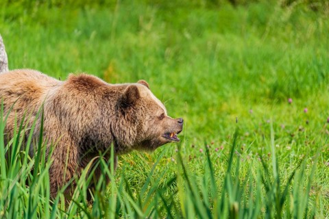 One adult male eurasian brown bear (Ursus arctos arctos) stands in a meadow with tall grass