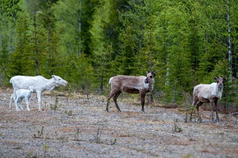 Artiodactyla, even-toed ungulate, Finland, cloven-hoofed, rangifer tarandus, reindeer, reindeer,
