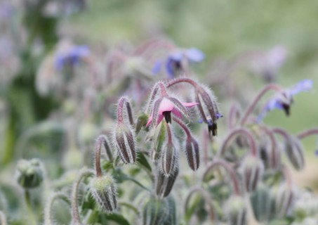 Borage (Borago officinalis), flowers and buds, North Rhine-Westphalia, Germany