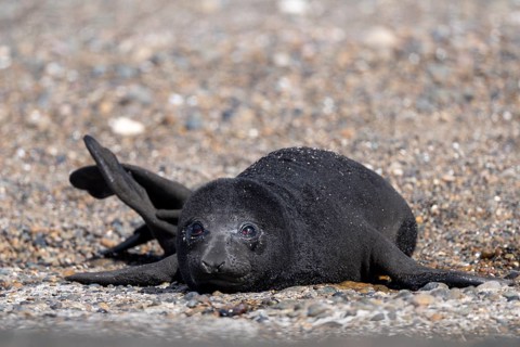 Southern elephant seal (Mirounga leonina), newborn young with black fur lying on gravel beach,