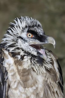 Bearded Vulture (Gypaetus barbatus)