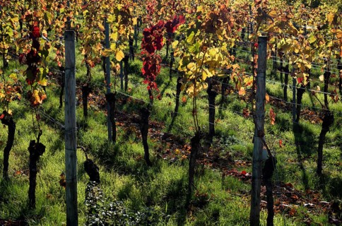 Vineyard, vines, vineyards, viticulture, autumn colouring, autumn, Kappelberg, Fellbach,