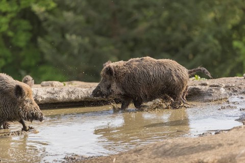 Two wild boar or wild pig (Sus scrofa), fighting in a small pool with a green forest in the