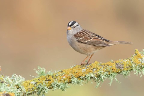 White-crowned Sparrow (Zonotrichia leucophrys) perched on branch, California, USA