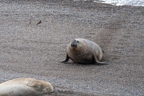 Southern elephant seal (Mirounga leonina), male, lying on the pebble beach, in the background