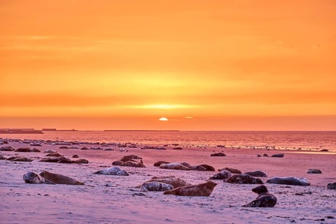 Colorful sunset on the beach with Grey seal (Halichoerus grypus) lying lying on it, Düne,
