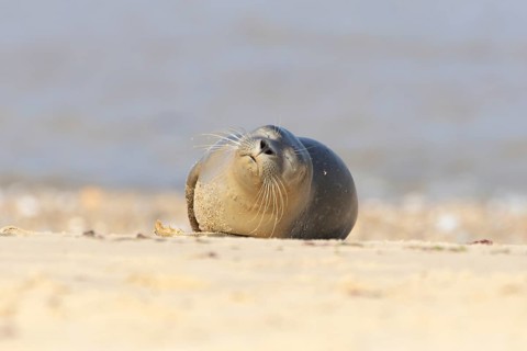 Common or Harbor or Harbour seal (Phoca vitulina) adult animal sleeping on a seaside beach,