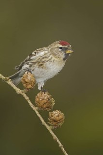 Lesser Redpoll (Acanthis cabaret), Wales, United Kingdom