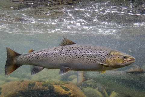 Swimming salmon (Salmo salar) under water, Laerdalsoyri, Norway