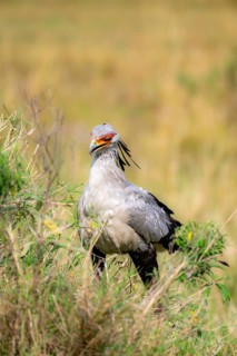 Secretary bird (Sagittarius serpentarius), in the grass, Serengeti National Park, Tanzania