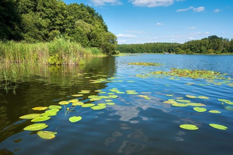 Water lilies bloom in the water lily paradise at Granzower Möschen, Mirow, Mecklenburg Lake