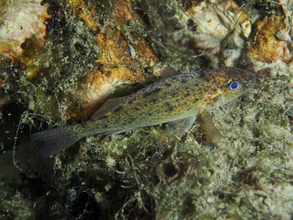 A small ruffe (Gymnocephalus cernua) resting on an algae-rich substrate, perfectly integrated into