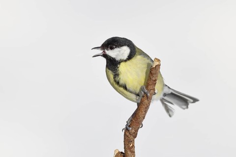 Great Tit (Parus major), perched on a branch singing in winter, wildlife, animals, birds, tits,
