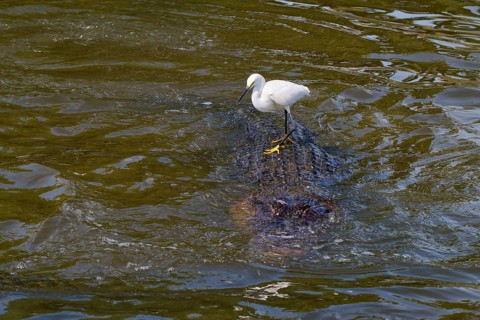 A white bird stands on a swimming alligator in flowing water, Great Blue Heron (Egretta thula),