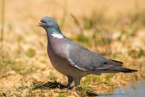 Columba Palumbus, Woodpigeon, Bath, Bathe, Bird Bath, Birds, Columbidae, Doves, Doves, Potions,