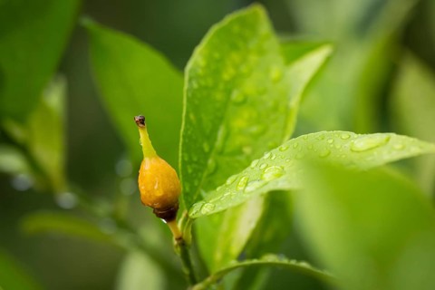 Fruit nodule of a lemon plant, initial stage of a ripening lemon, Stuttgart, Baden-Württemberg,