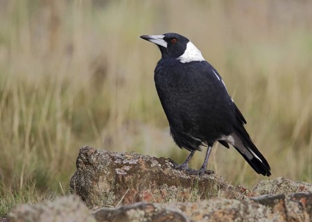 Australian Magpie (Gymnorhina tibicen), Australian Capital Territory, Australia