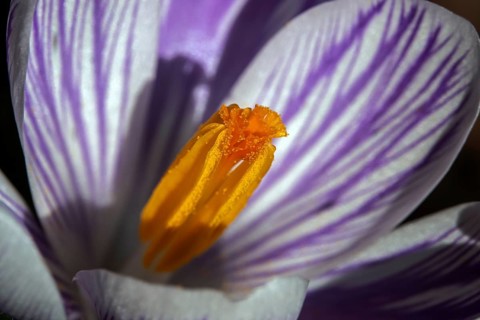 Spring crocus (Crocus vernus), flower, detail, macro photograph, Baden-Württemberg, Germany