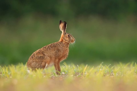 European brown hare (Lepus europaeus) adult animal in a farmland maize field crop in summer,