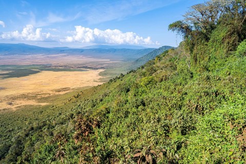 View of Ngorongoro Crater, Crater Viewpoint, Forest and Savanna Landscape, Ngorongoro Conservation