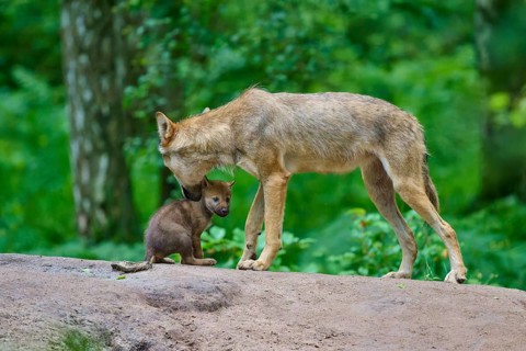 A mother wolf lovingly cares for her cub, Wolf (Canis lupus), Germany