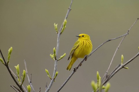 American Yellow Warbler (Setophaga aestiva), Ohio, USA