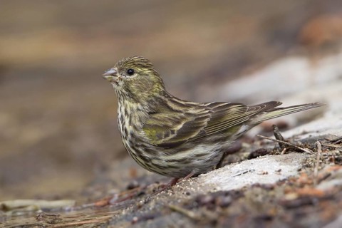 European Serin (Serinus serinus) female, Akamas, Cyprus