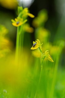 Close-up image of a delicate yellow orchid, possibly from Andalusia, with a blurred green