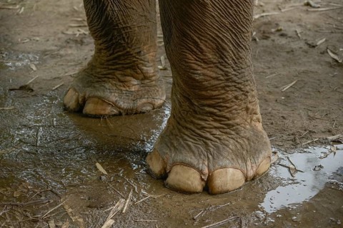 Detailed close-up of Asian elephant feet standing in muddy terrain, highlighting the texture and