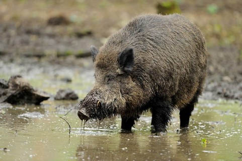 A wild boar searches for food in muddy water, wild boar (Sus scrofa), Hesse