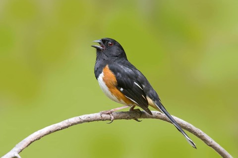 Eastern Towhee Pipilo erythrophthalmus Blue Ridge Parkway, North Carolina, United States 9 May