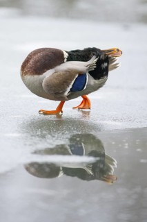 Mallard (Anas platyrhynchos) male on ice, Lower Saxony, Germany