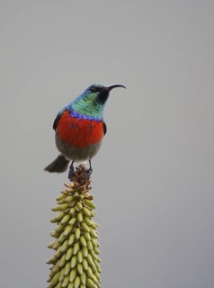 Greater Double-collared Sunbird (Cinnyris afer), Eastern Cape, South Africa