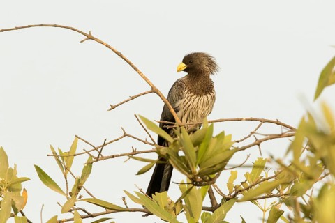 Western Plantain-eater (Crinifer piscator), Gambia