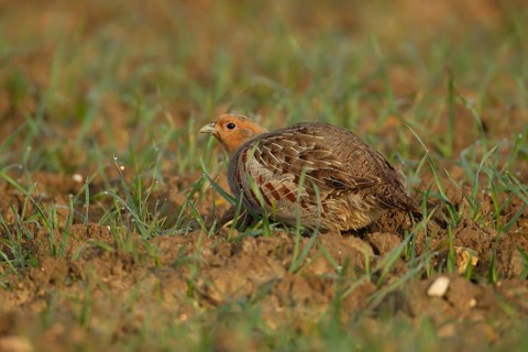 Grey or Hungarian or English partridge (Perdix perdix) adult bird in a farmland cereal field,