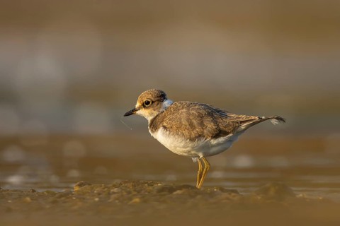 Little Ringed Plover (Charadrius dubius) juvenile, North Rhine-Westphalia, Germany