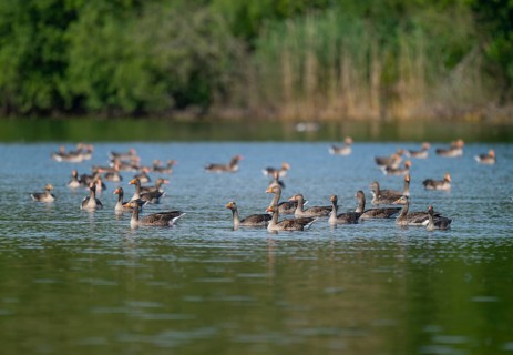 Greylag goose (Anser anser), many greylag geese swimming on a pond, Lower Saxony, Germany