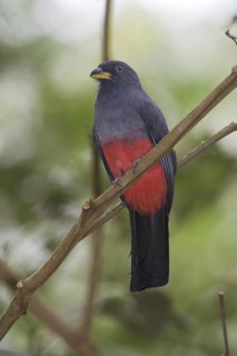 Choco Trogon (Trogon comptus) female, Rio Silanche, Ecuador