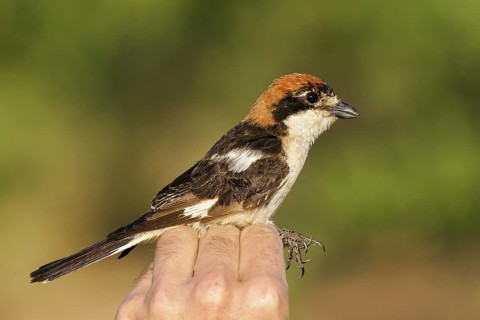 Woodchat Shrike (Lanius senator) ringed female in hand, Valencia, Spain