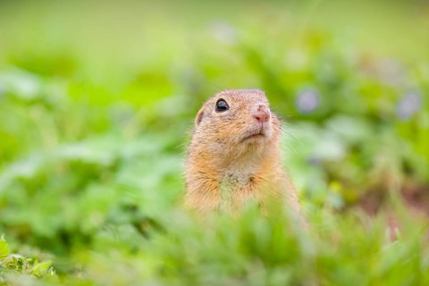 An adult European ground squirrel (Spermophilus citellus) or European souslik sits in green gras