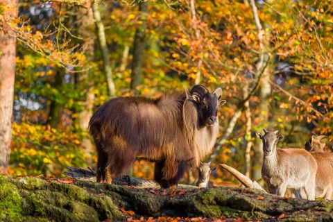 A male and a female Himalayan tahr (Hemitragus jemlahicus) stand on a rock. A dense autumnal forest