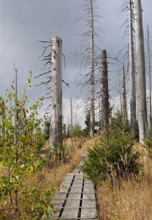A wooden footbridge leads through a forest of dead trees, Lusen, Bavarian Forest National Park,
