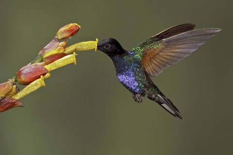 Velvet-purple Coronet (Boissonneaua jardini), Ecuador