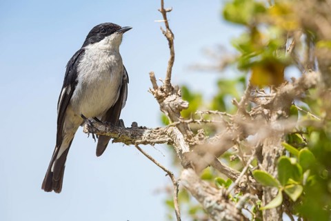 Sigelus silens, Fiscal Flycatcher, Gobemouche fiscal, Papamoscas fiscal, Garden Route National