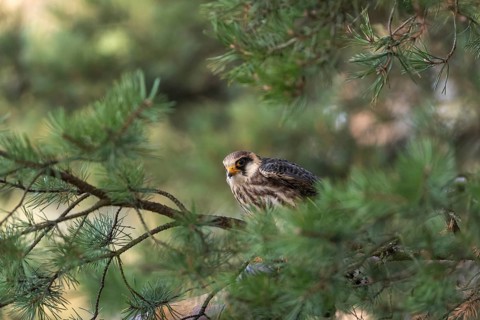 One female red-footed falcon (Falco vespertinus) sitting on a twig of a tree in a forest. Green